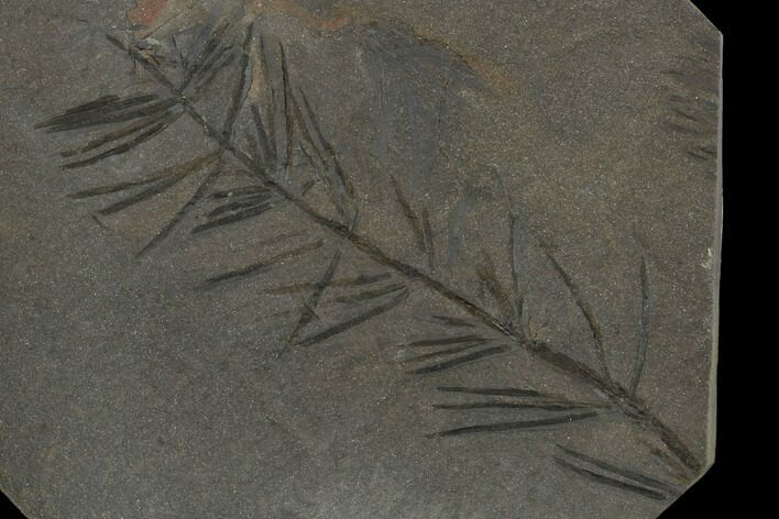 Fossil Pennsylvanian Horsetail (Asterophyllites) - France #114609
